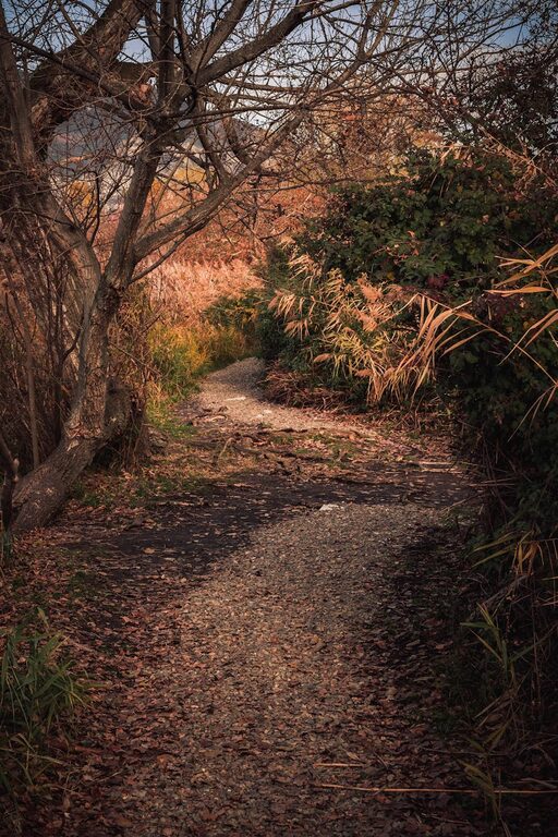 Beginner Guide to Mindful Walking: Steps to Calm and Focus